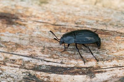 Silpha tristis
