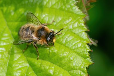 Fork-tailed Flower-bee / Andoornbij 