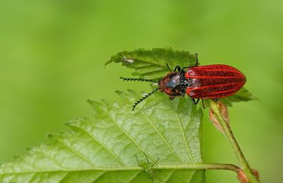 Anostirus purpureus / Rode kamkniptor