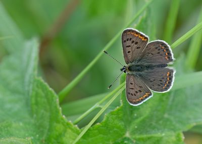 Sooty Copper / Bruine vuurvlinder 