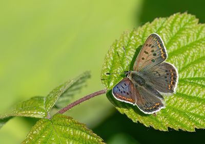 Sooty Copper / Bruine vuurvlinder