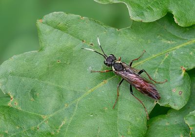 Tenthredo ferruginea