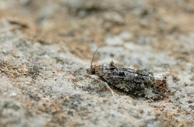 Apotomis sauciana / Donkere marmerbladroller