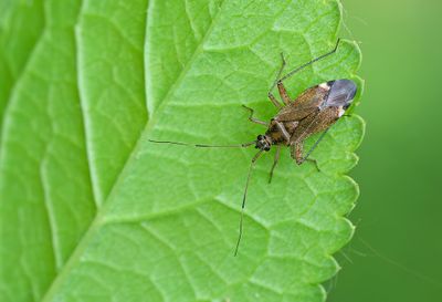 Hemiptera (True bugs / Wantsen)