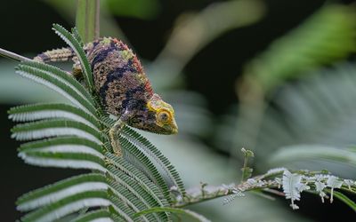 Coarse chameleon / Trioceros rudis