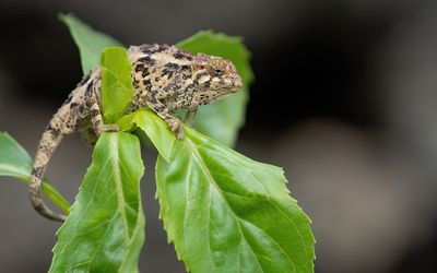 Coarse chameleon / Trioceros rudis