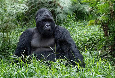 Mountain gorilla / Berggorilla