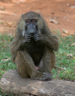 Olive baboon / Groene baviaan