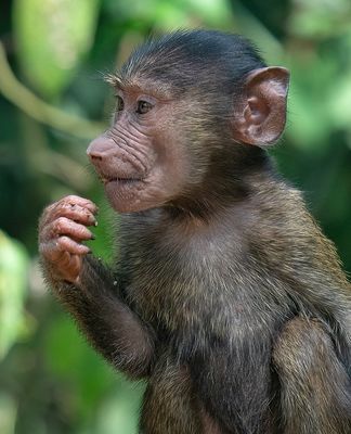 Olive baboon / Groene baviaan