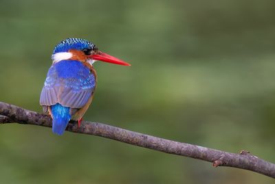 Malachite Kingfisher / Kleine gekuifde ijsvogel
