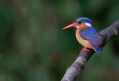 Malachite Kingfisher / Kleine gekuifde ijsvogel