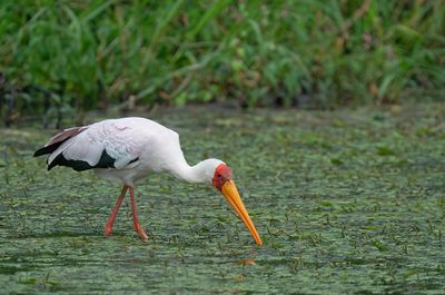 Yellow-billed stork / Afrikaanse nimmerzat 