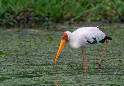Yellow-billed stork / Afrikaanse nimmerzat