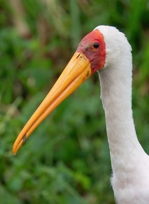 Yellow-billed stork / Afrikaanse nimmerzat 