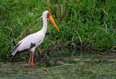 Yellow-billed stork / Afrikaanse nimmerzat