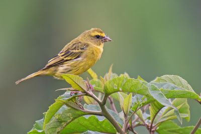 African citril / Dunbekkanarie