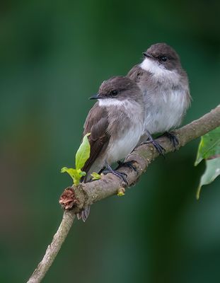 Swamp flycatcher / Moerasvliegenvanger
