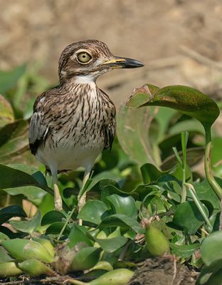 Water thick-knee / Watergriel