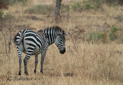 Grant's zebra / Grantzebra