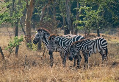 Grant's zebra / Grantzebra