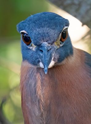 White-backed night heron / Witrugkwak