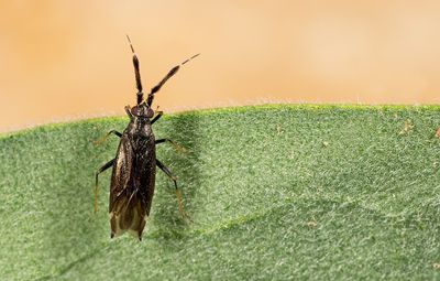 Heterotoma diversipes