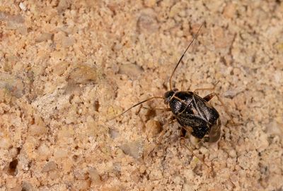 Cyphodema instabilis