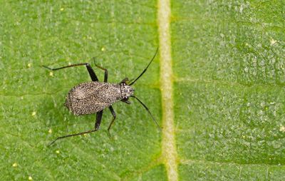 Orthocephalus saltator / Bruinscheenspringwants
