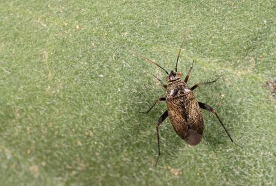Lepidargyrus ancorifer 