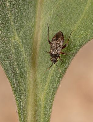 Lepidargyrus ancorifer