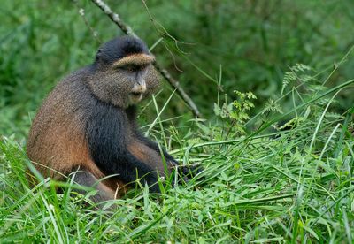 Golden monkey / Gouden meerkat