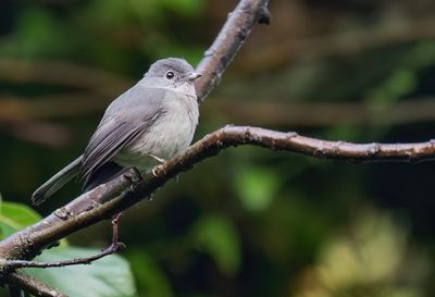 White-eyed slaty flycatcher / Bergdrongovliegenvanger