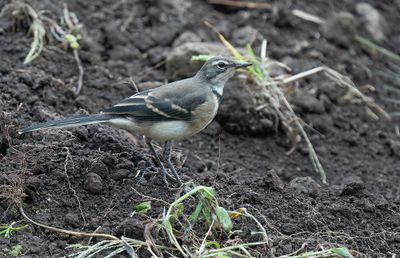 Cape wagtail / Kaapse kwikstaart