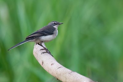 Cape wagtail / Kaapse kwikstaart