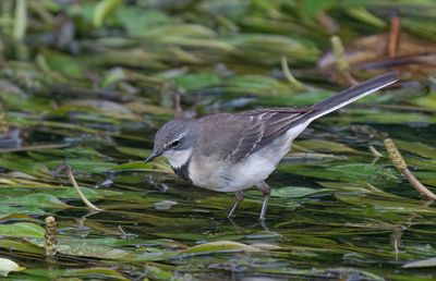 Cape wagtail / Kaapse kwikstaart
