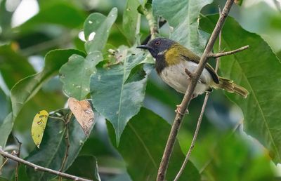 African Passeriformes / Afrikaanse Zangvogels