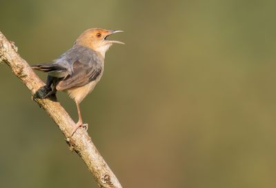 Red-faced Cisticola / Roodmaskergraszanger