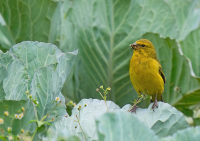 Brimstone canary / Zwavelkanarie