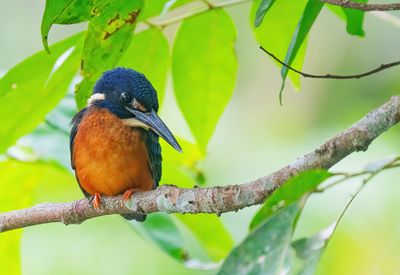 Shining-blue kingfisher / Glansijsvogel