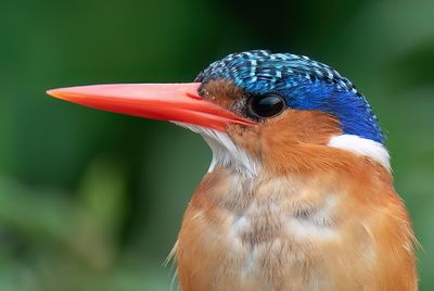 Malachite Kingfisher / Kleine gekuifde ijsvogel