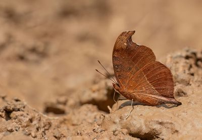 Precis tugela / Dry-leaf Commodore