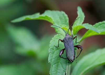 Insects outside Europe / Insecten van buiten Europa