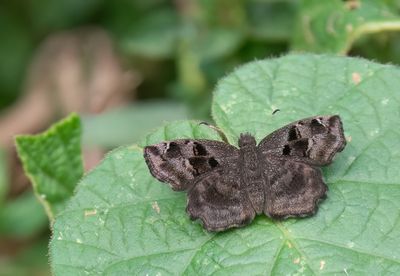 Butterflies of Africa / Dagvlinders uit Afrika