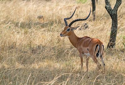 Impala / Aepyceros melampus