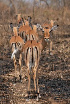 Impala / Aepyceros melampus