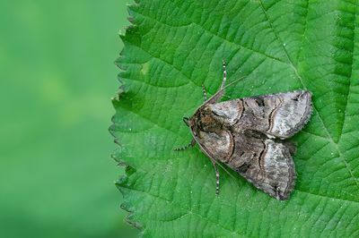 Abrostola tripartita / Brandnetelkapje