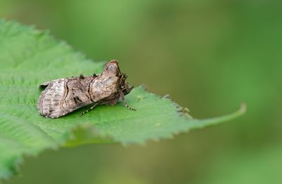 Abrostola tripartita / Brandnetelkapje
