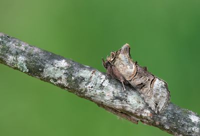 Abrostola tripartita / Brandnetelkapje