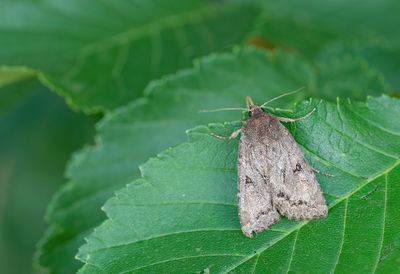 Apterogenum ypsillon / Wilgenschorsvlinder