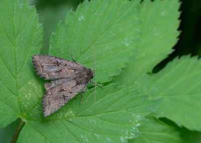 Apterogenum ypsillon / Wilgenschorsvlinder
